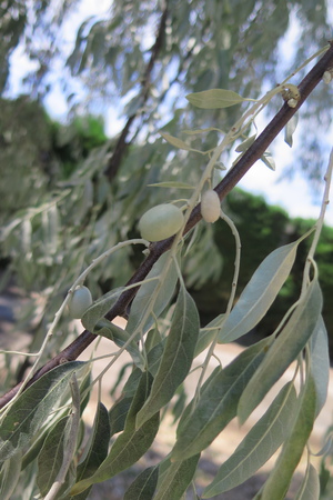  picture  Smalbladige_olijfwilg |Elaeagnus_angustifoli