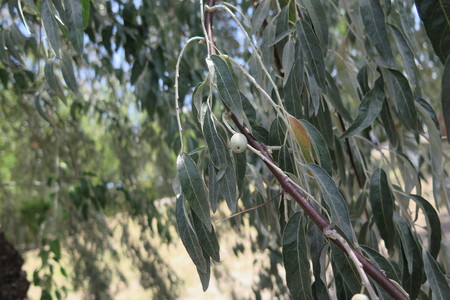  picture  Smalbladige_olijfwilg |Elaeagnus_angustifoli