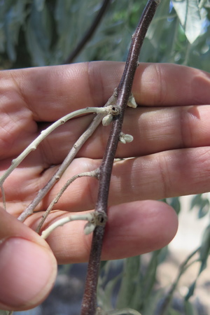  picture  Smalbladige_olijfwilg |Elaeagnus_angustifoli