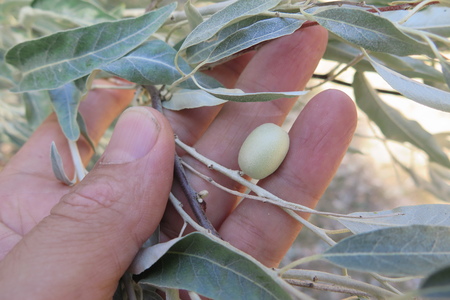  picture  Smalbladige_olijfwilg |Elaeagnus_angustifoli