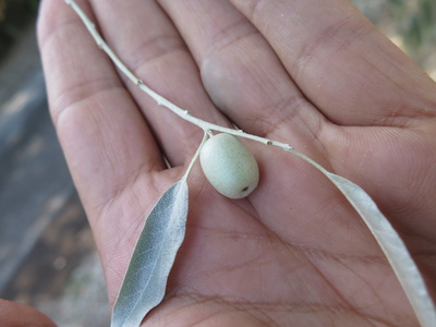  picture  Smalbladige_olijfwilg |Elaeagnus_angustifoli