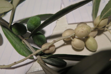  picture  Smalbladige_olijfwilg |Elaeagnus_angustifoli