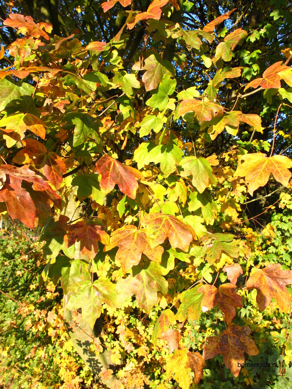 Herken de boomsoort NL: Spaanse aak; Latin: Acer campestre; UK: Hedge ...
