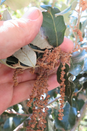  picture  Steeneik |Quercus_ilex