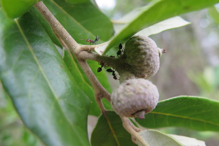  picture  Steeneik |Quercus_ilex