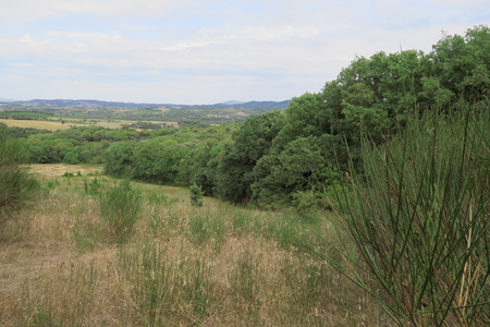  picture  Steeneik |Quercus_ilex