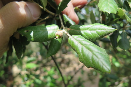  picture  Steeneik |Quercus_ilex