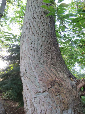  picture  Tamme_kastanje |Castanea_sativa