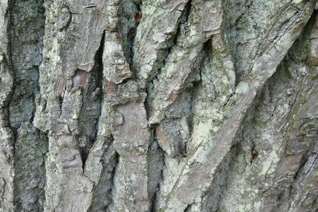  picture  Tamme_kastanje |Castanea_sativa