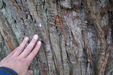  picture  Tamme_kastanje |Castanea_sativa