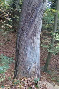  picture  Tamme_kastanje |Castanea_sativa