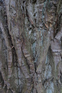  picture  Tamme_kastanje |Castanea_sativa