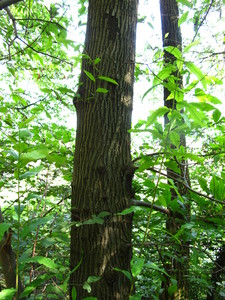  picture  Tamme_kastanje |Castanea_sativa