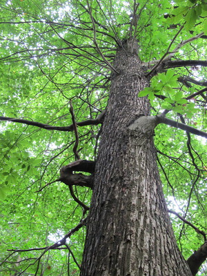  picture  Tamme_kastanje |Castanea_sativa