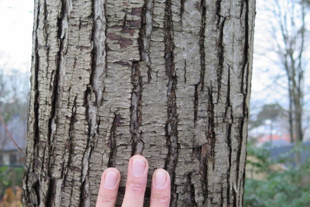  picture  Tamme_kastanje |Castanea_sativa