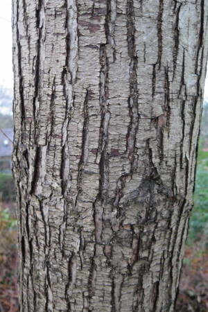  picture  Tamme_kastanje |Castanea_sativa