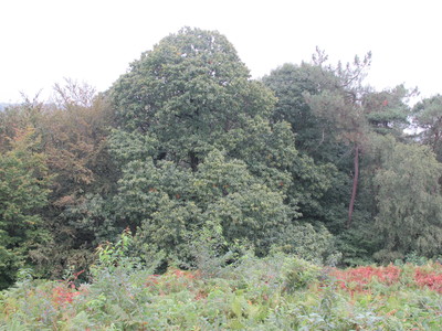  picture  Tamme_kastanje |Castanea_sativa