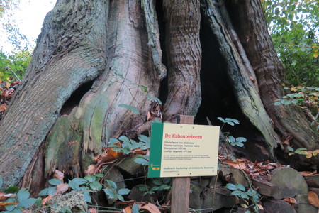  picture  Tamme_kastanje |Castanea_sativa