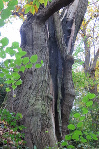  picture  Tamme_kastanje |Castanea_sativa