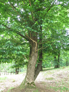  picture  Tamme_kastanje |Castanea_sativa