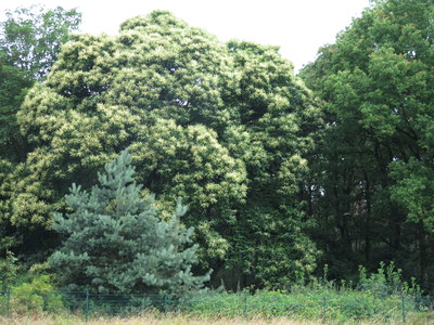  picture  Tamme_kastanje |Castanea_sativa