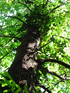  picture  Tamme_kastanje |Castanea_sativa