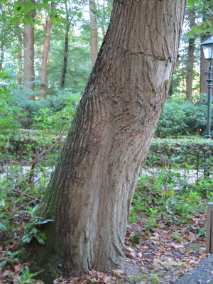  picture  Tamme_kastanje |Castanea_sativa