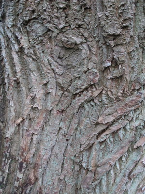  picture  Tamme_kastanje |Castanea_sativa