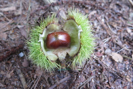  picture  Tamme_kastanje |Castanea_sativa