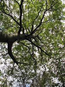  picture  Tamme_kastanje |Castanea_sativa