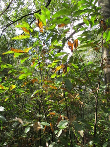  picture  Tamme_kastanje |Castanea_sativa