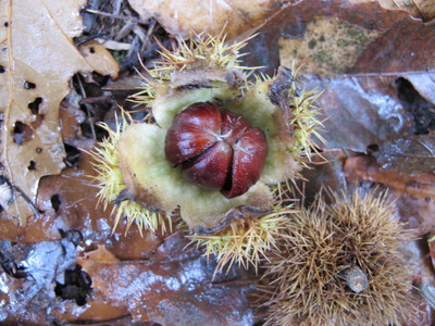  picture  Tamme_kastanje |Castanea_sativa