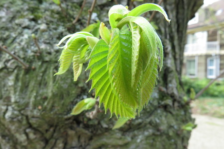  picture  Tamme_kastanje |Castanea_sativa