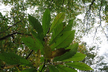  picture  Tamme_kastanje |Castanea_sativa