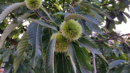  picture  Tamme_kastanje |Castanea_sativa