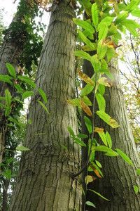  picture  Tamme_kastanje |Castanea_sativa