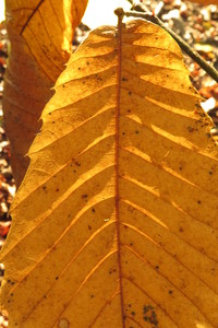  picture  Tamme_kastanje |Castanea_sativa