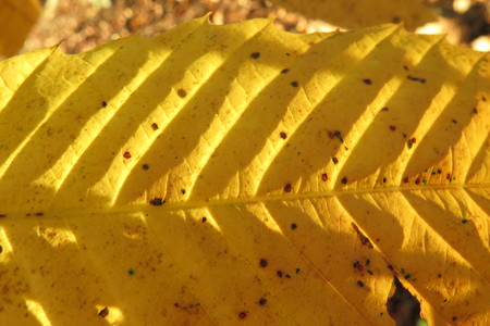  picture  Tamme_kastanje |Castanea_sativa