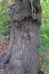  picture  Tamme_kastanje |Castanea_sativa