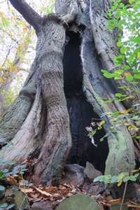  picture  Tamme_kastanje |Castanea_sativa