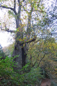  picture  Tamme_kastanje |Castanea_sativa