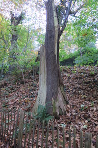  picture  Tamme_kastanje |Castanea_sativa