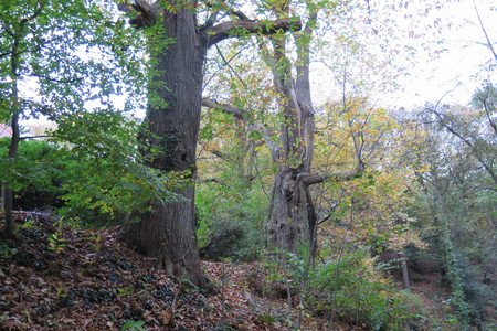  picture  Tamme_kastanje |Castanea_sativa