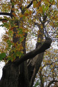  picture  Tamme_kastanje |Castanea_sativa