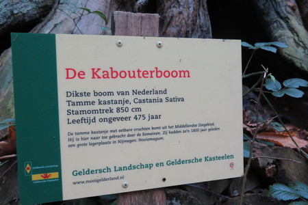  picture  Tamme_kastanje |Castanea_sativa