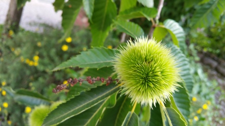  picture  Tamme_kastanje |Castanea_sativa