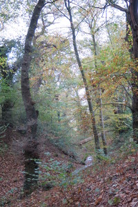  picture  Tamme_kastanje |Castanea_sativa