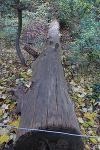  picture  Tamme_kastanje |Castanea_sativa