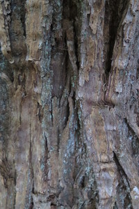  picture  Tamme_kastanje |Castanea_sativa