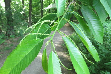  picture  Tamme_kastanje |Castanea_sativa